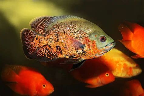 地圖魚飼養|地圖魚飼養技巧及注意事項 – 寵物百科